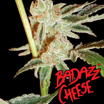 Badazz Cheese