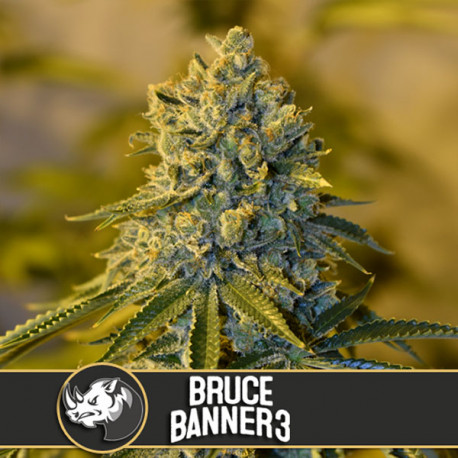 Bruce Banner 3