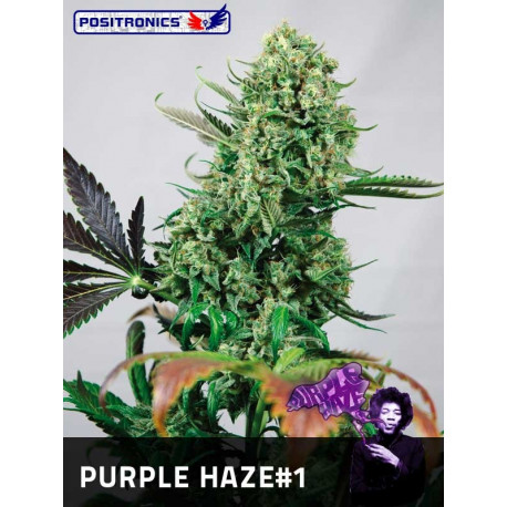 Purple Haze  - sativa