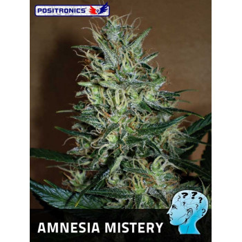 Amnesia Mistery 