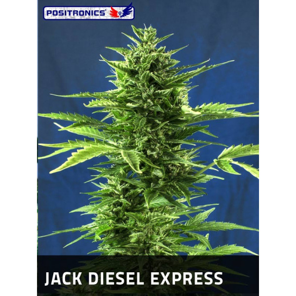 jack diesel express