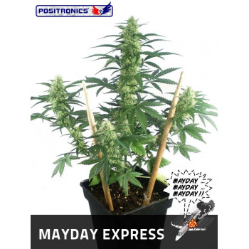 May Day express