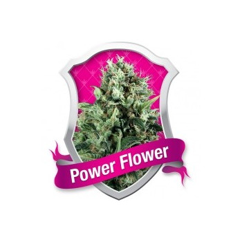 Power Flower 