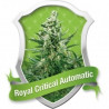Royal Critical Automatic