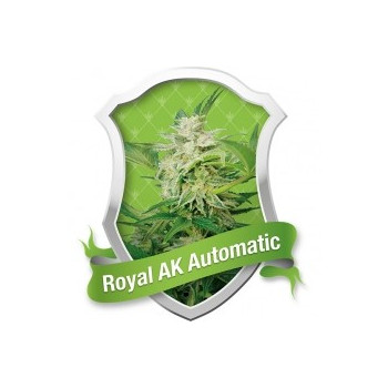 Royal AK automática