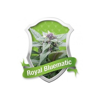 Royal Bluematic
