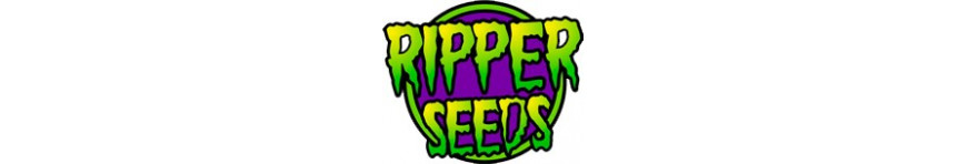RIPPER Seeds - Planta-T Alicante grow online